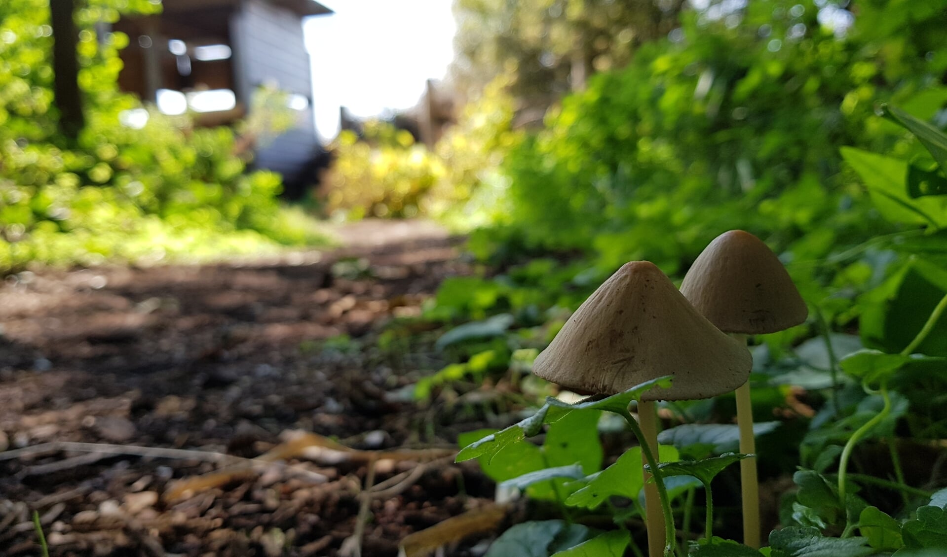 Ontdek zondag 14 oktober welke paddenstoelen er momenteel groeien in het Zwanenwater. (Foto: Sophie van Amstel)