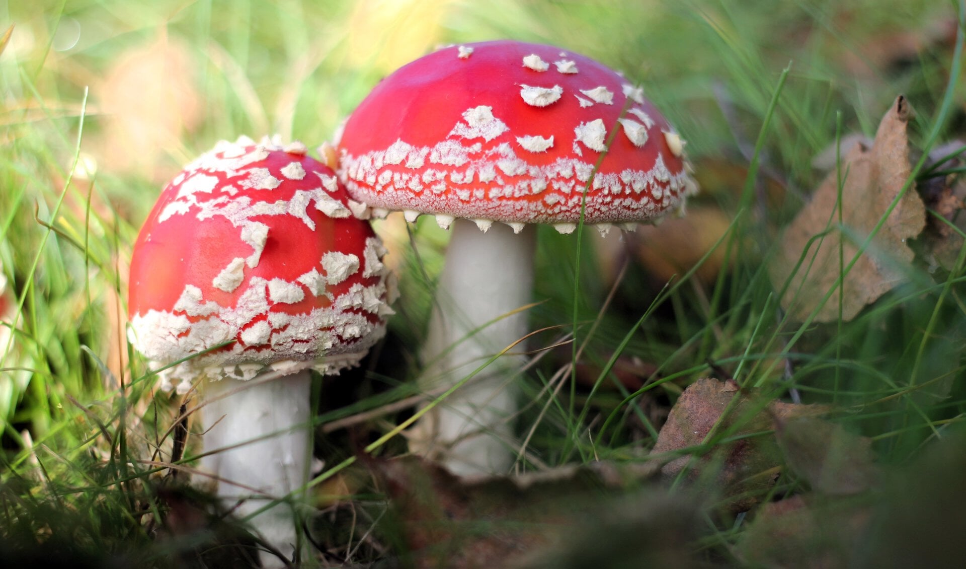 Het wemelt van de paddenstoelen in de Donkere Duinen. (Foto: Pixabay)