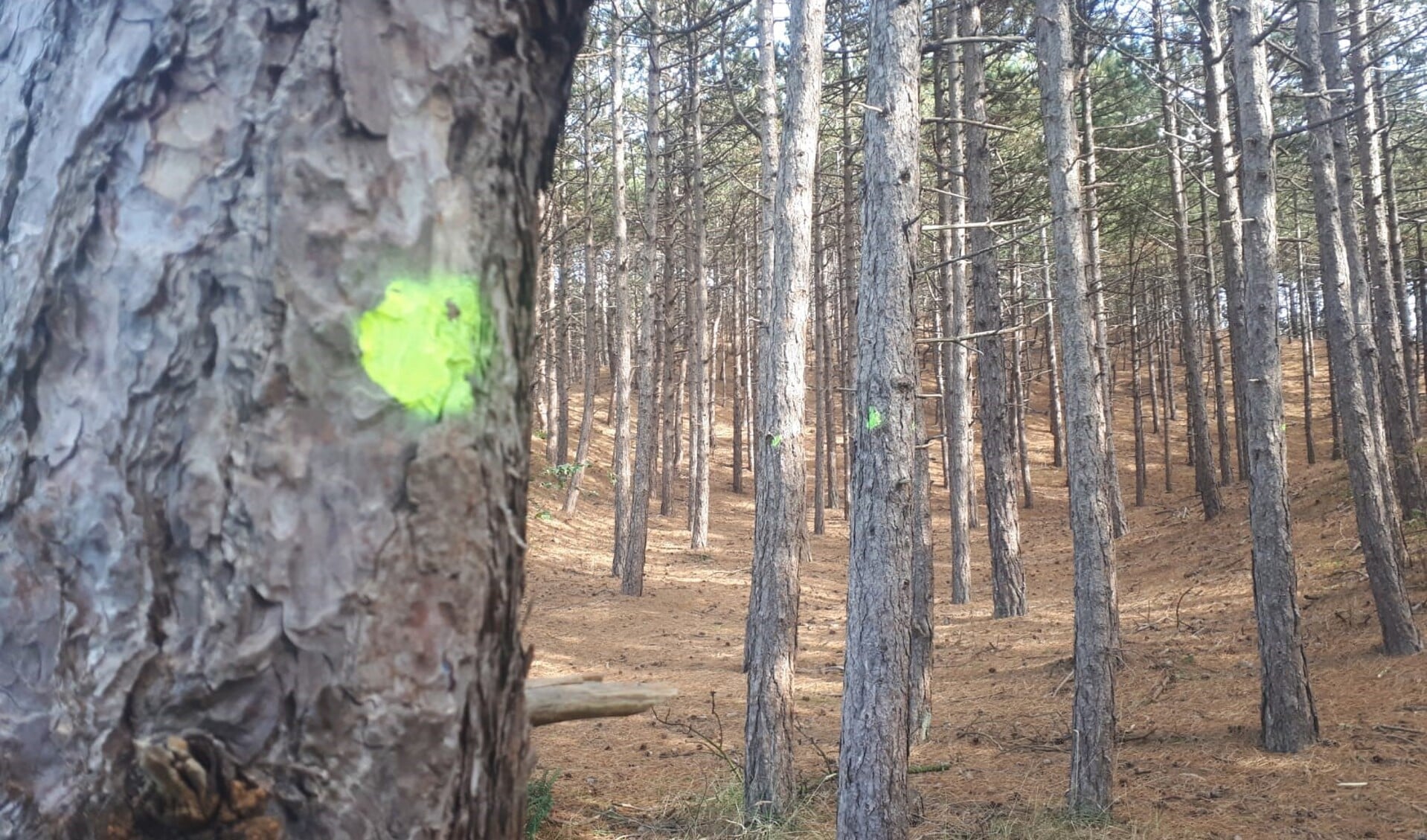 Dit voorjaar hebben de boswachters de dennenbomen geselecteerd en voorzien van een stip. (Foto: aangeleverd)