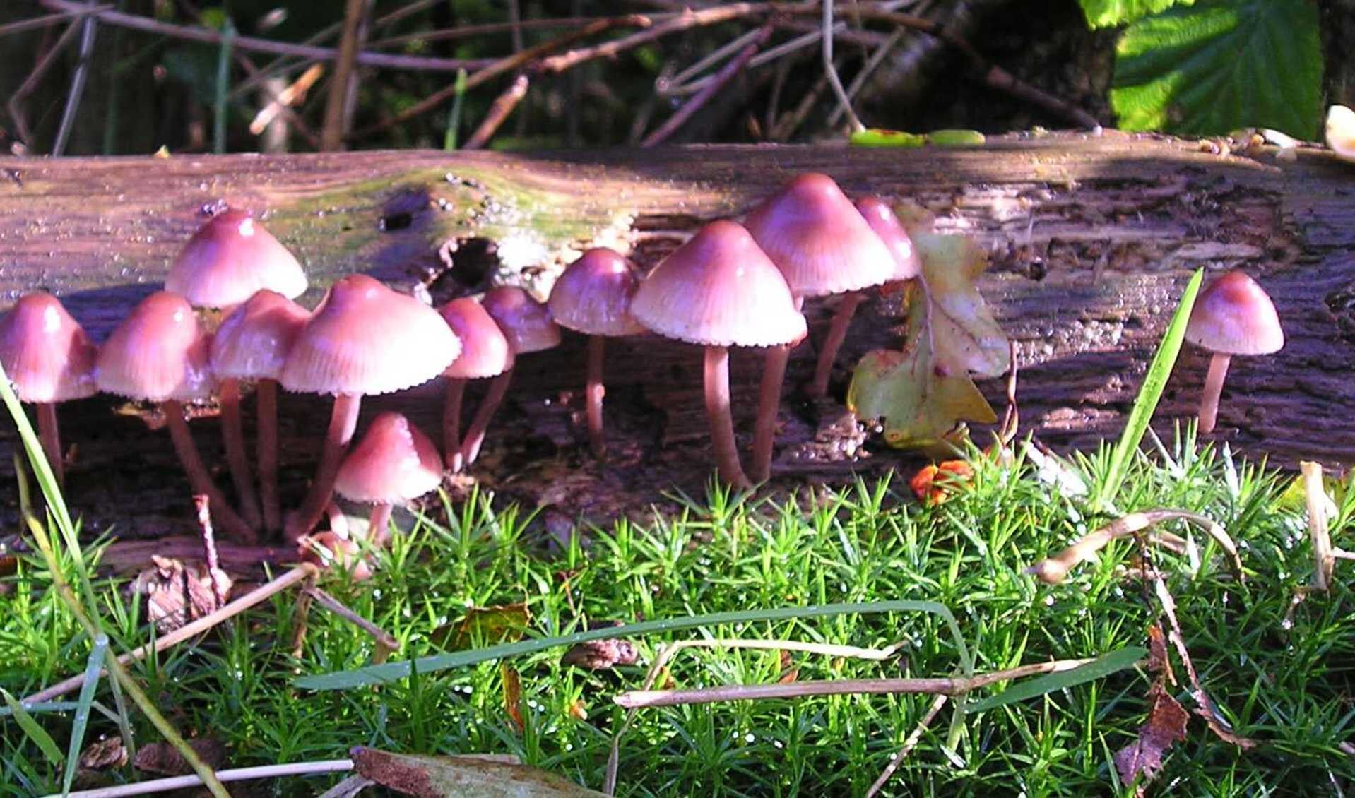 Er zijn een paar duizend soorten paddenstoelen die van elkaar verschillen in vorm en kleur, geur en smaak. (Foto: aangeleverd)
