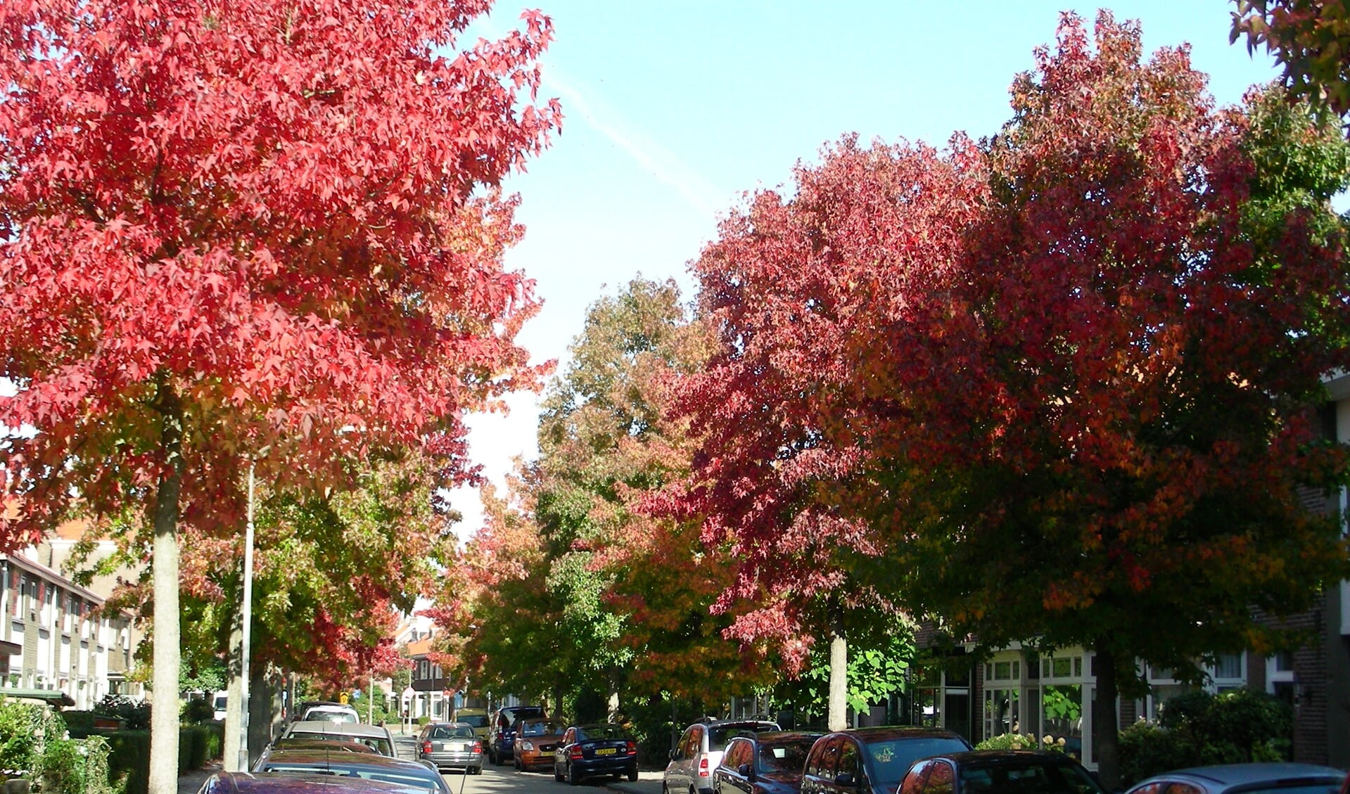HAARLEM - De gekleurde bladeren aan de bomen verraden het seizoen. De herfst heeft z'n intrede gedaan. Maar de warmte die de zon nog uitstraalt voelt nog zeer zomers aan. Dat bleek ook weer deze week, waarbij temperaturen van rond de 25/26 graden eenvoudig werden gehaald. Herfst met een echt zomers