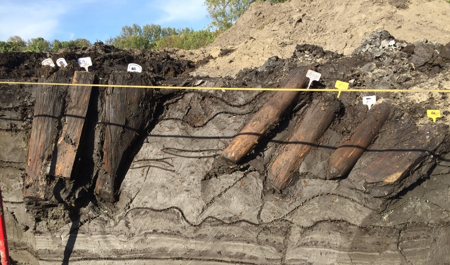 Archeologen leggen de noordhoek van de palissade bloot. Duidelijk zijn de in de grond bewaard gebleven onderkanten van de palen te zien. (Foto: gemeente Zaanstad)