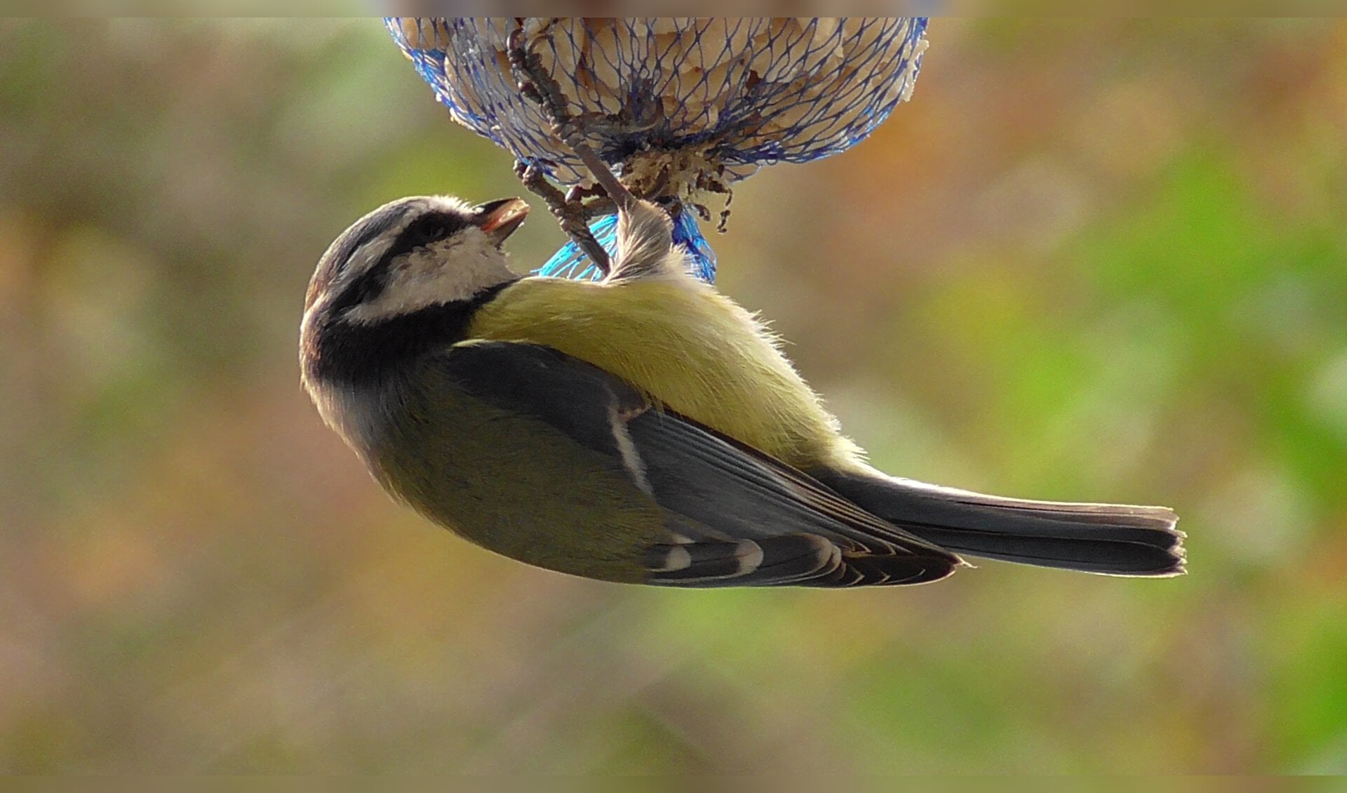 Een vetbol biedt uitkomst voor vogels in de koude wintermaanden. (Foto: Pixabay) 