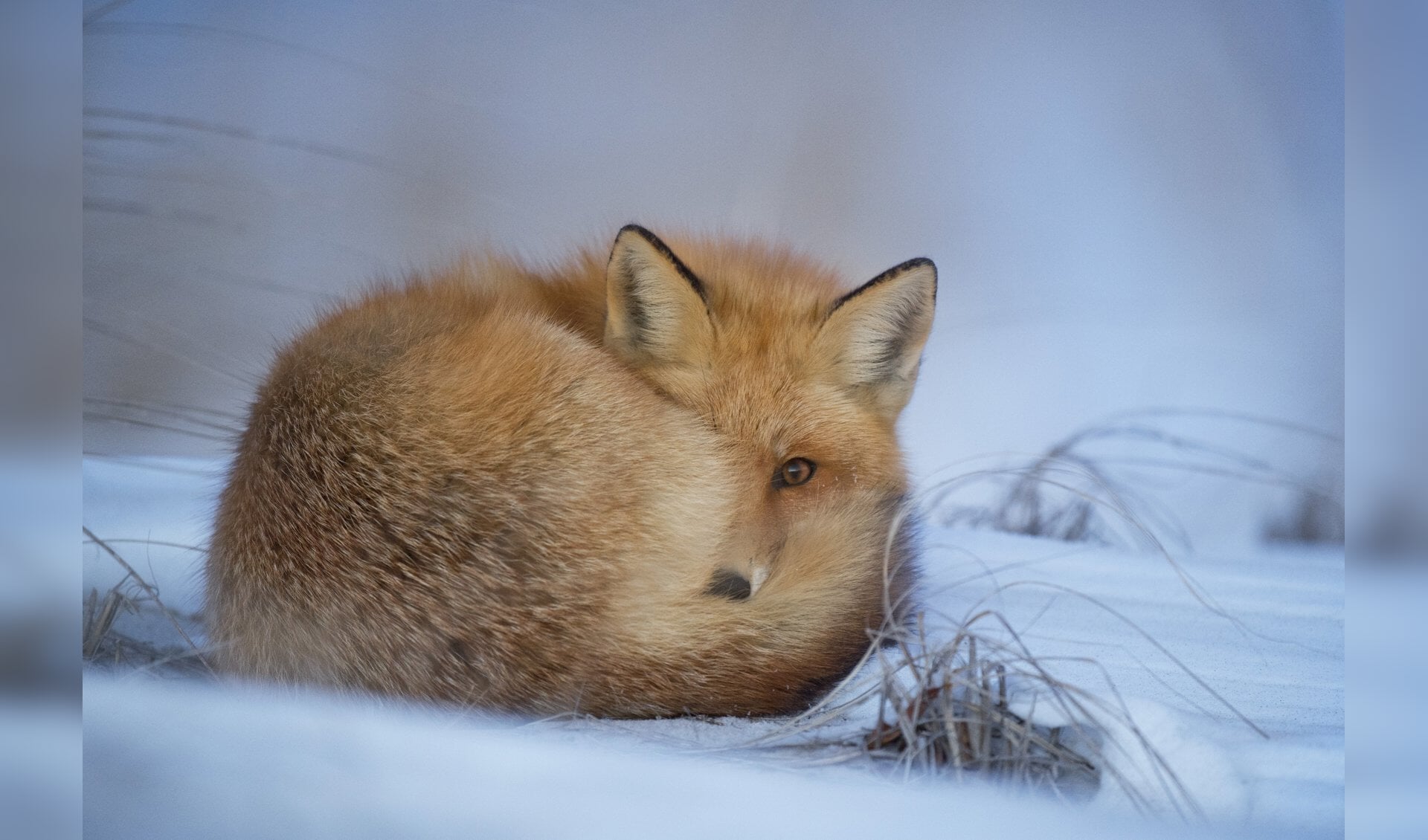 Een vos wapent zichzelf tegen de kou. (Foto: Pixabay)