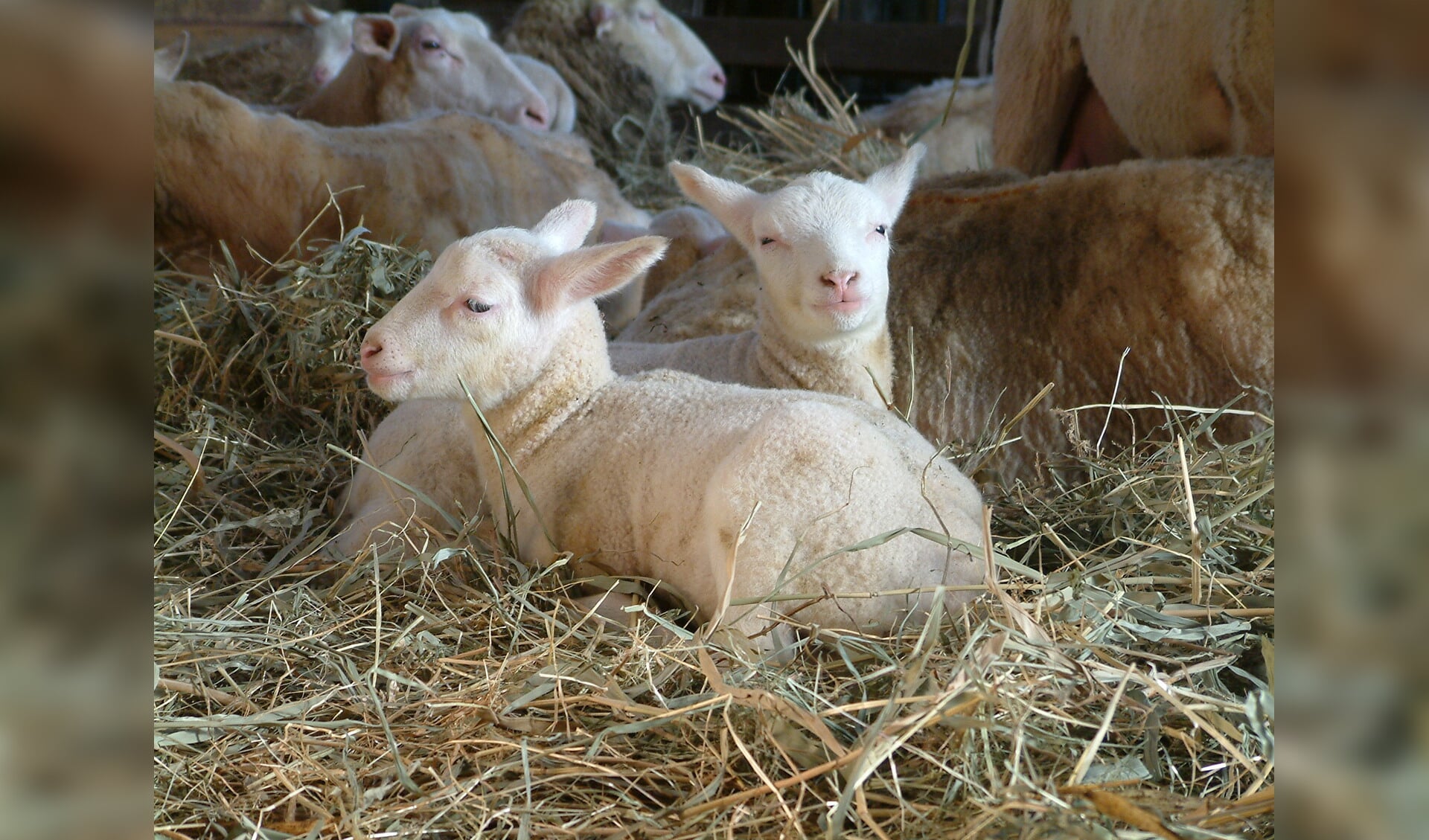 Kerstmis beginnen tussen schapen in de stal, luisterend naar kerst- en winterverhalen, is een bijzondere gebeurtenis voor grote en kleine bezoekers. (Foto: aangeleverd)