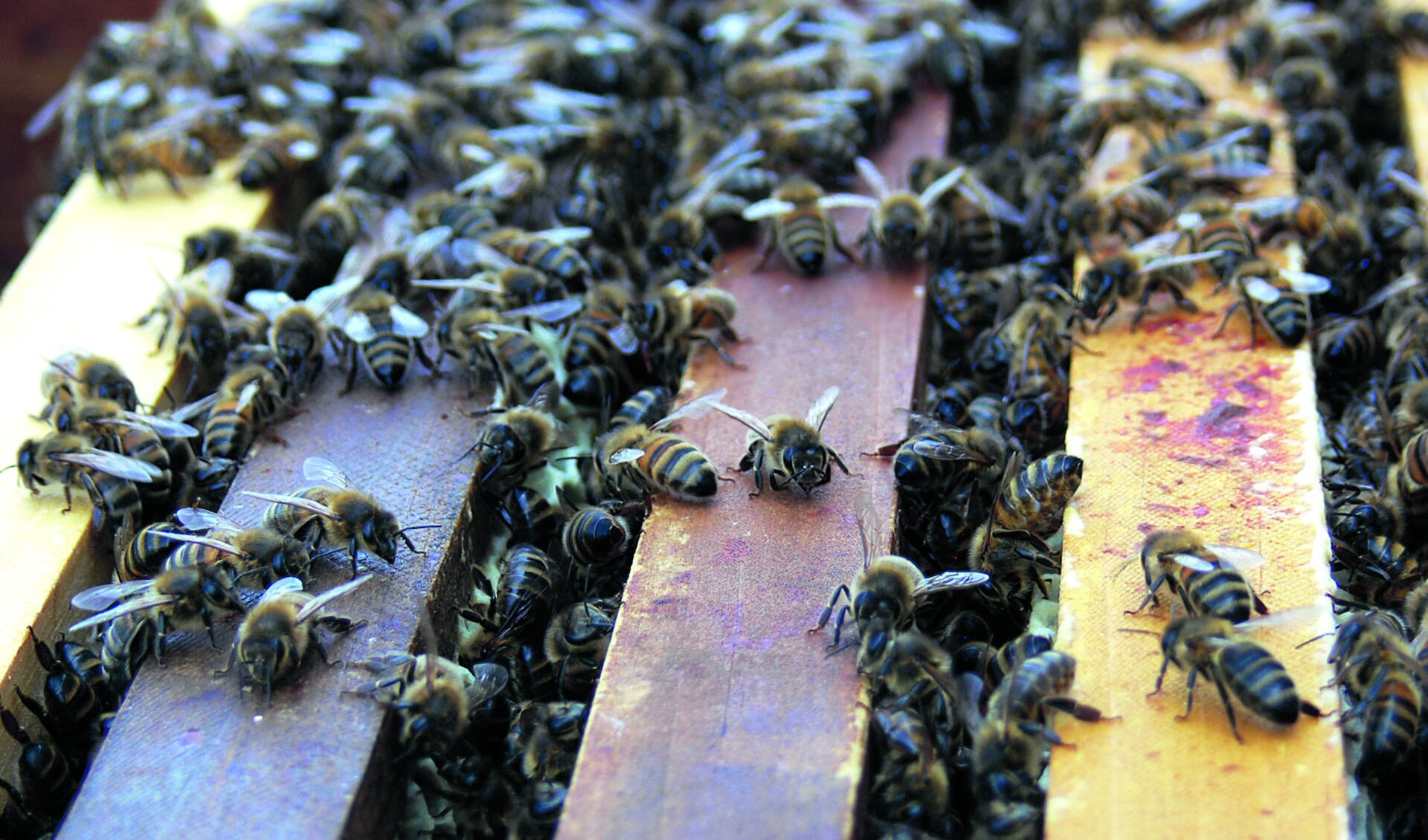Bijenraat (Foto: Toos Brink) 