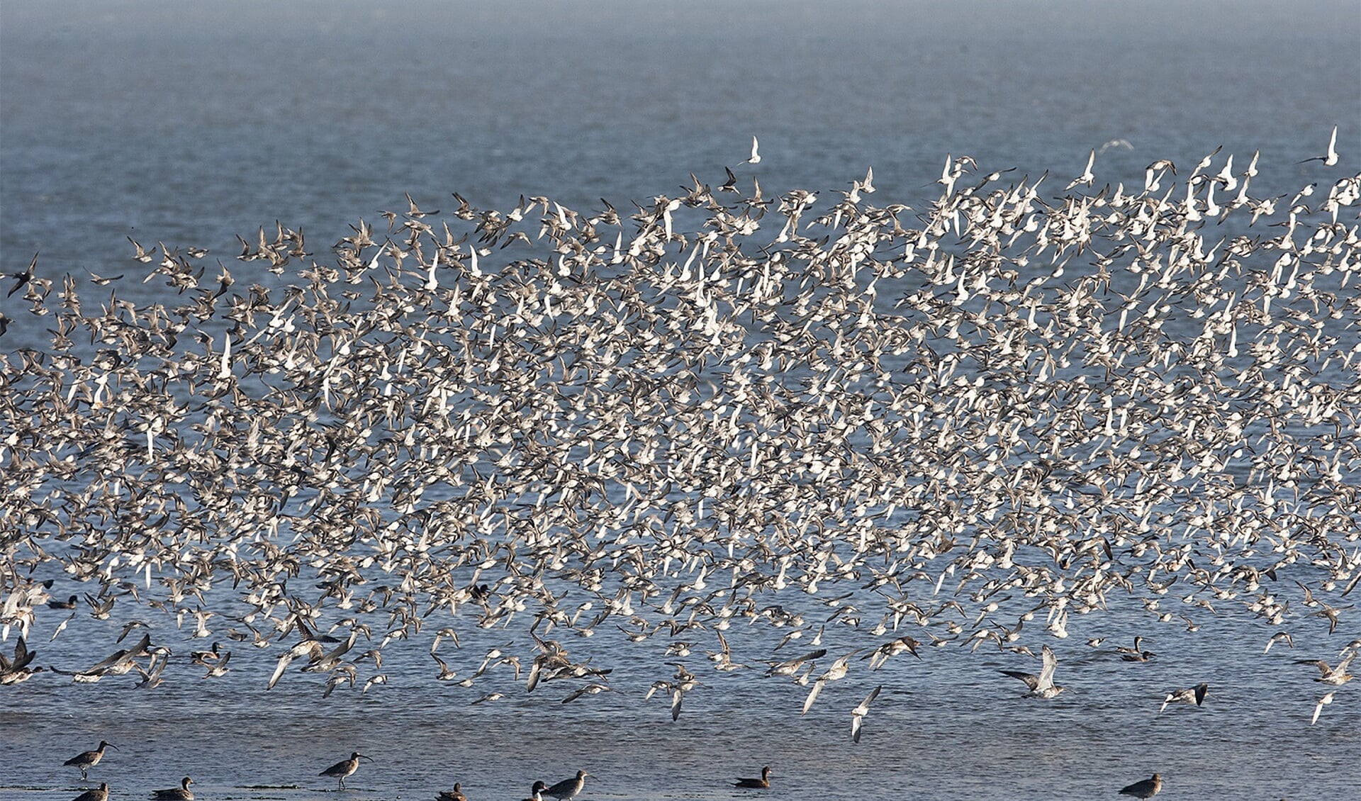Een zwerm vogels boven het Balgzand. (Foto: Leo Hofland)