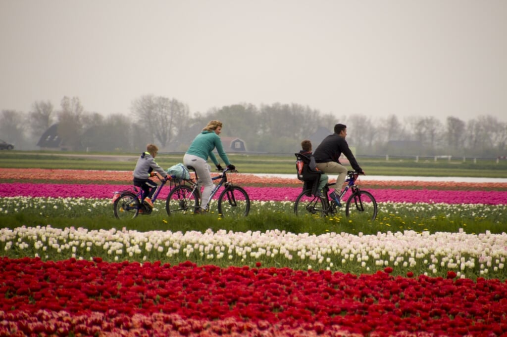 Deelnemers aan de Fietstocht van Bloeiend Zijpe fietsen langs de bloeiende bollenvelden in gemeente Schagen.