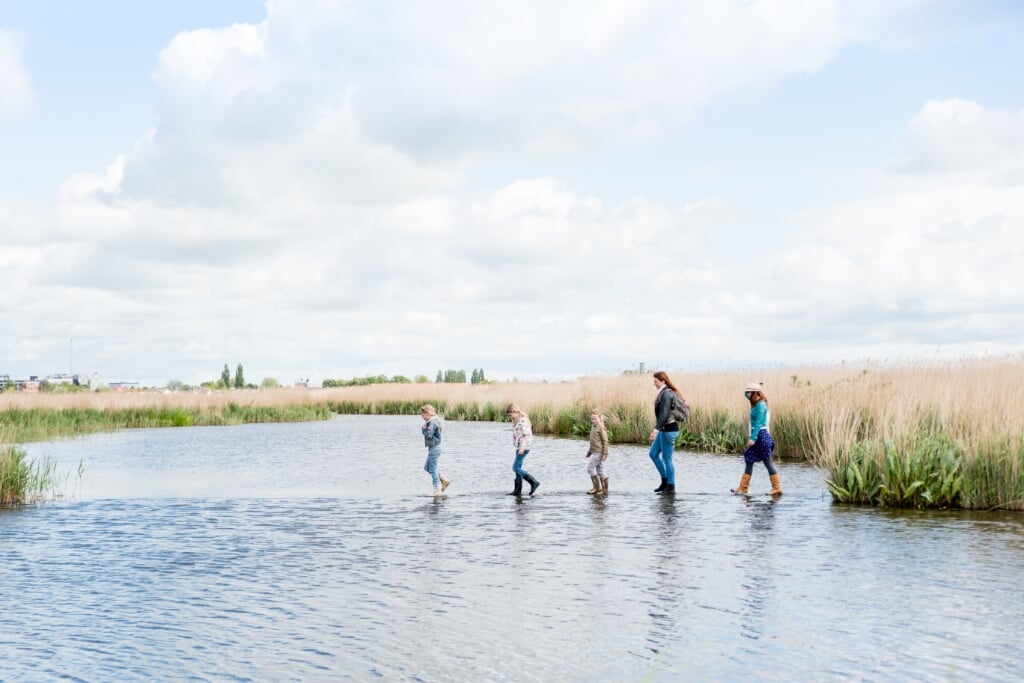 Met Pinksteren kunnen belangstellenden weer als vanouds Wandelen over water in het Guisveld. 
