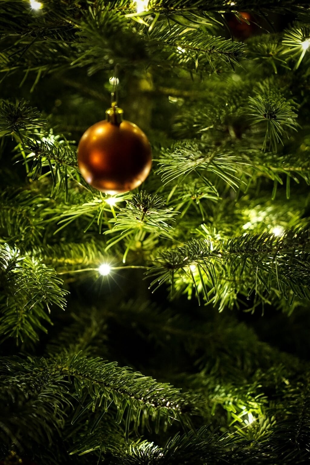 Breng licht in donkere tijden door de kerstboom buiten te zetten.