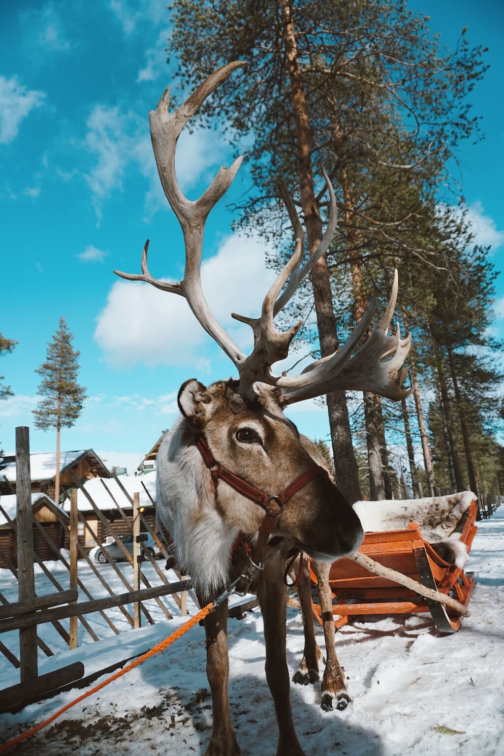 Rudolf is er klaar voor... 