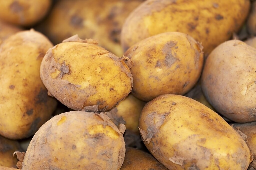'Doelgericht kiezen' van groenbemesters op kleigrond bij aardappelteelt in gereduceerde grondbewerking; een van de onderwerpen die aan bod komen.