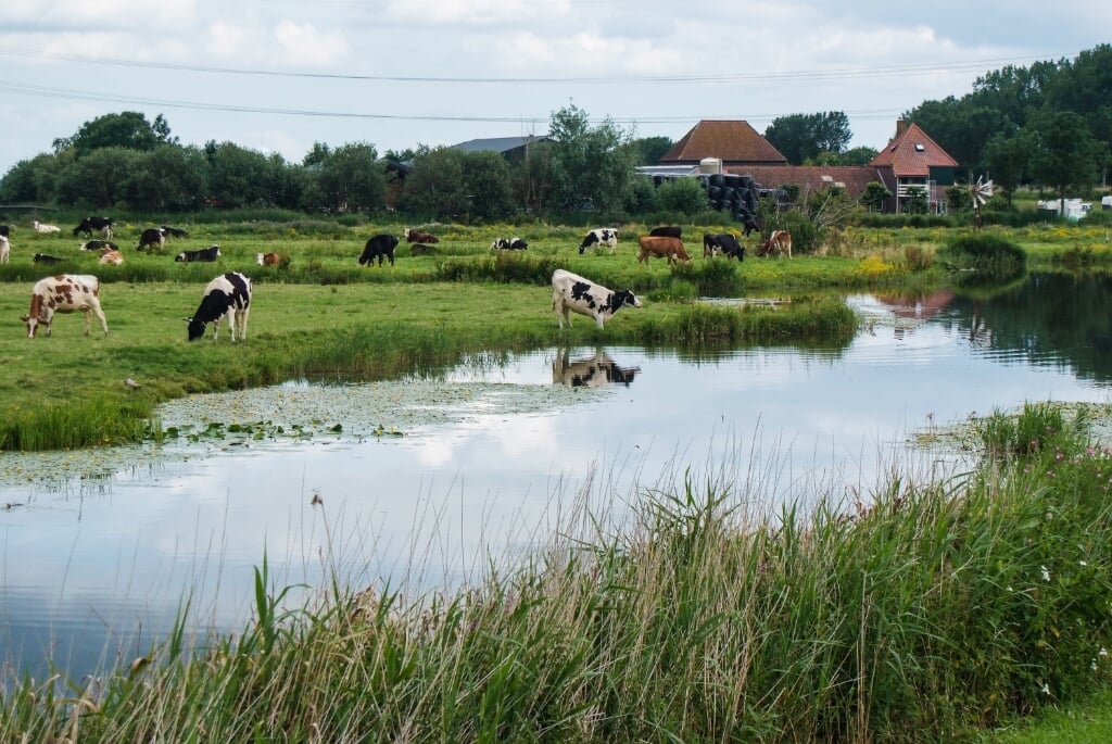 Een van de 480 veehouderijen in Noord-Holland.
