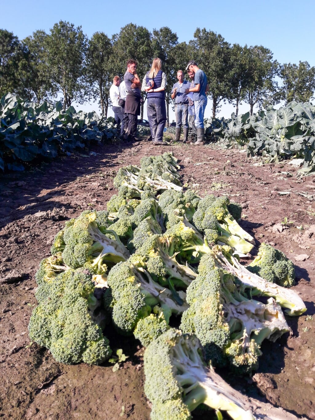 De opkomst van weerbaar telen komt onder meer tot uiting in een project voor broccoli.