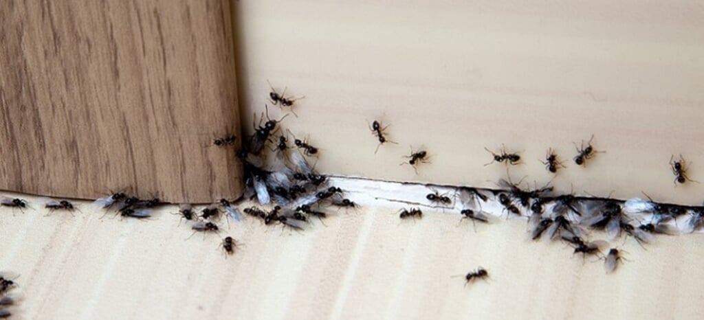 Mieren in huis kunnen een ware plaag zijn.
