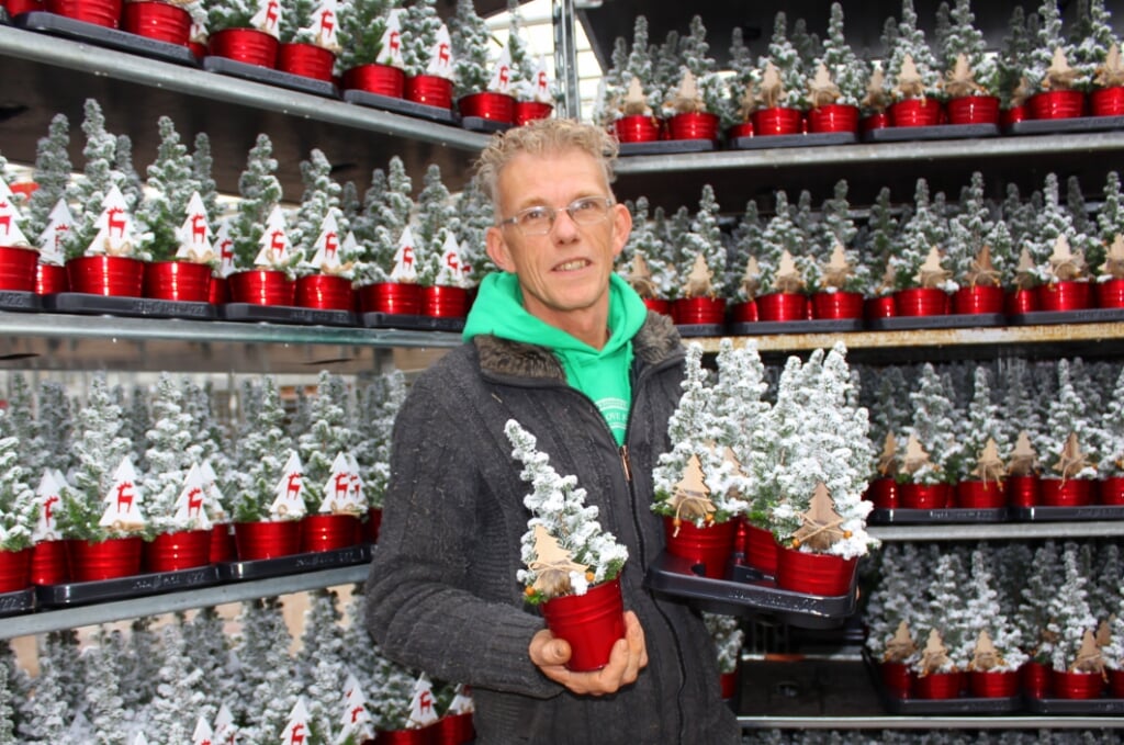 Kweker Menno van den Dool (51) levert de komende weken 1,4 miljoen minikerstboompjes voor de Europese markt. 