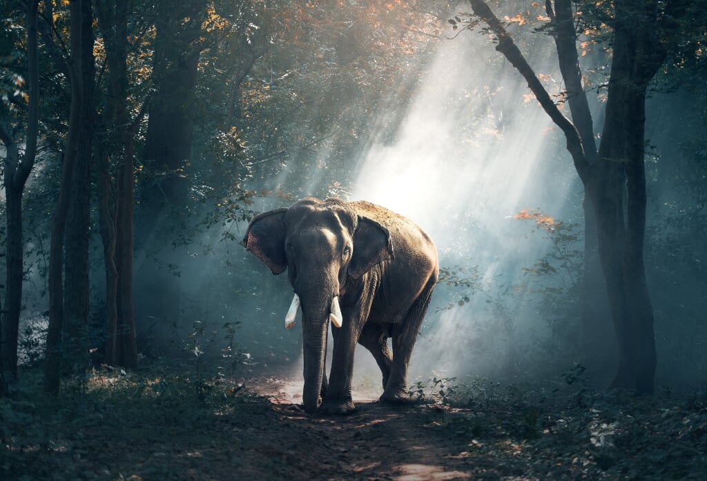 Alhoewel een olifant in het Nederlandse bos onwaarschijnlijk is, zit de Nederlandse natuur boordevol verrassingen