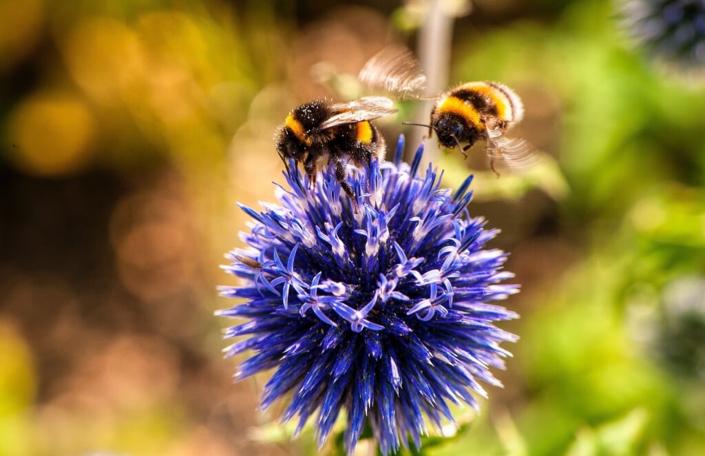 Wilde bijen kunnen voedsel verzamelen in de bloementuin op het erf. 