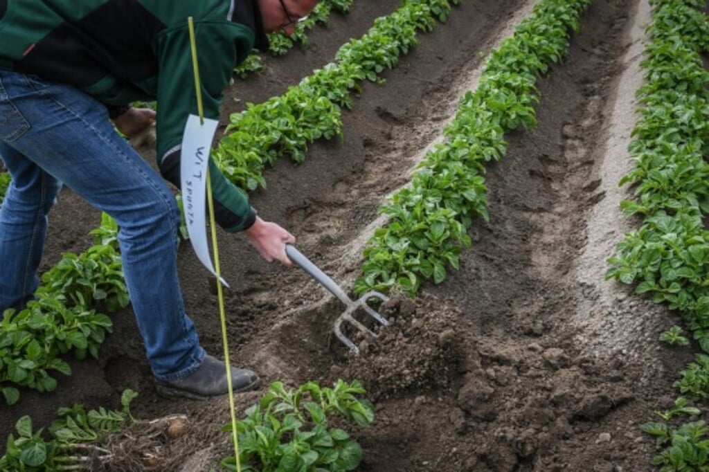 Buitenlandse werknemers werken onder meer in de land- en tuinbouw. 