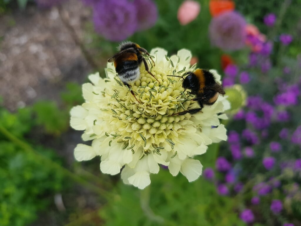 Hommels, bijen en vlinders op zoek naar voedsel.