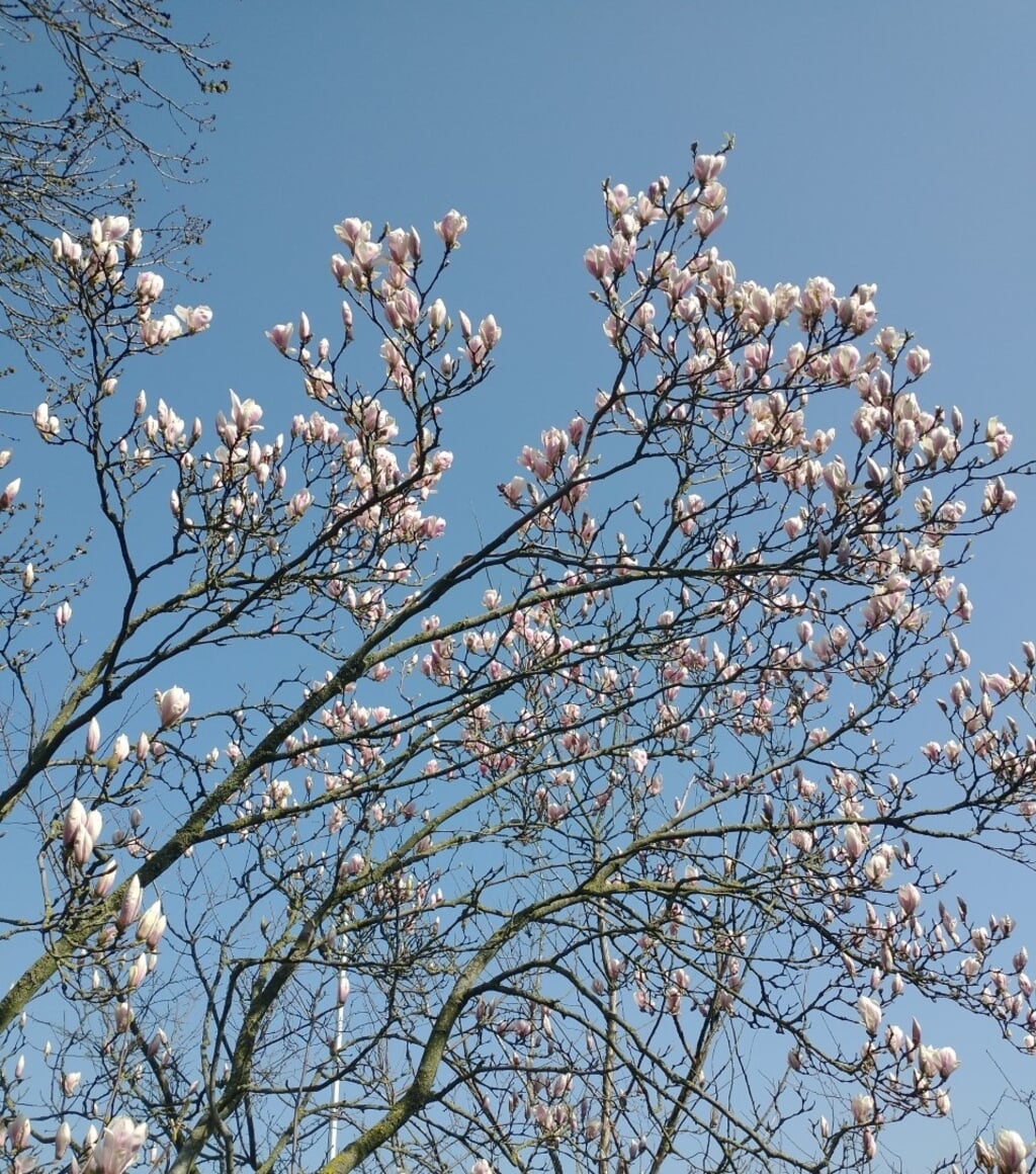 Magnolia in bloei.