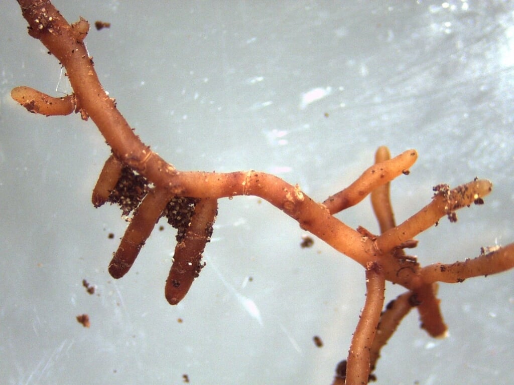 Mycorrhizae.