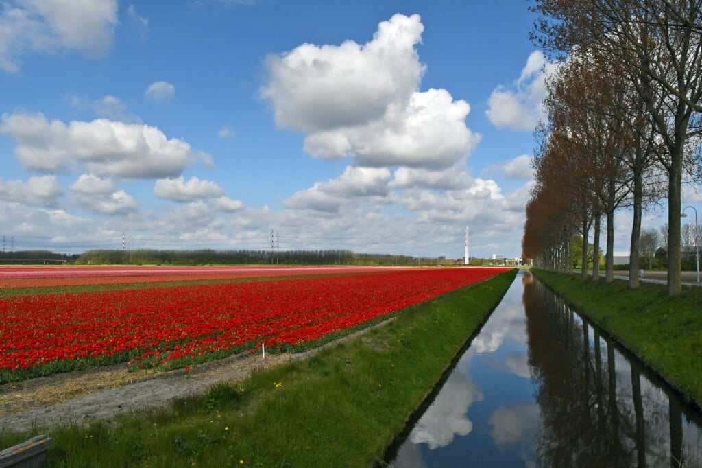 Langs de Vijfhuizerweg staan duizenden tulpenbollen in verschillende kleuren.