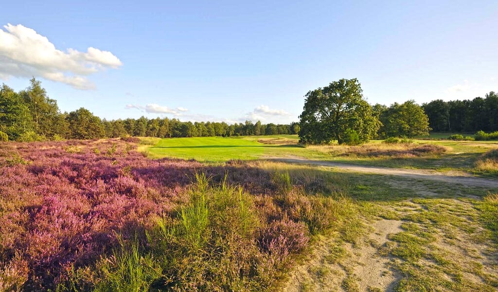 De fraaie golfbaan van De Gelpenberg kleurt in augustus paars door de heide. Een rondje is een absoluut genoegen.