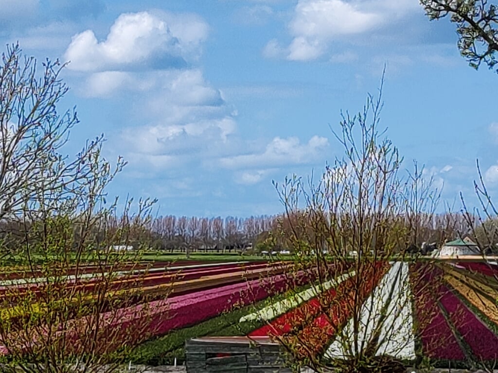 Kleurrijk tulpenveld aan de Langereis.
