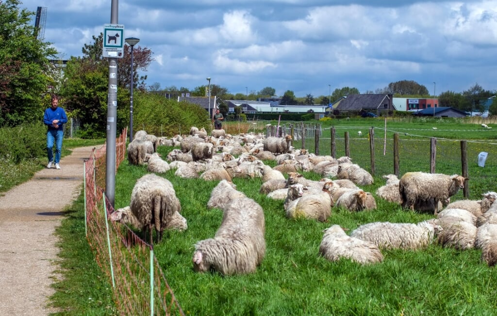 De dorpsbewoners van Uitgeest vinden het altijd weer prachtig als de kudde op bezoek komt.