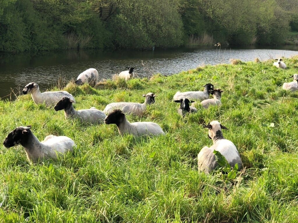Door de schapen hoeft er geen gras meer gemaaid te worden. 