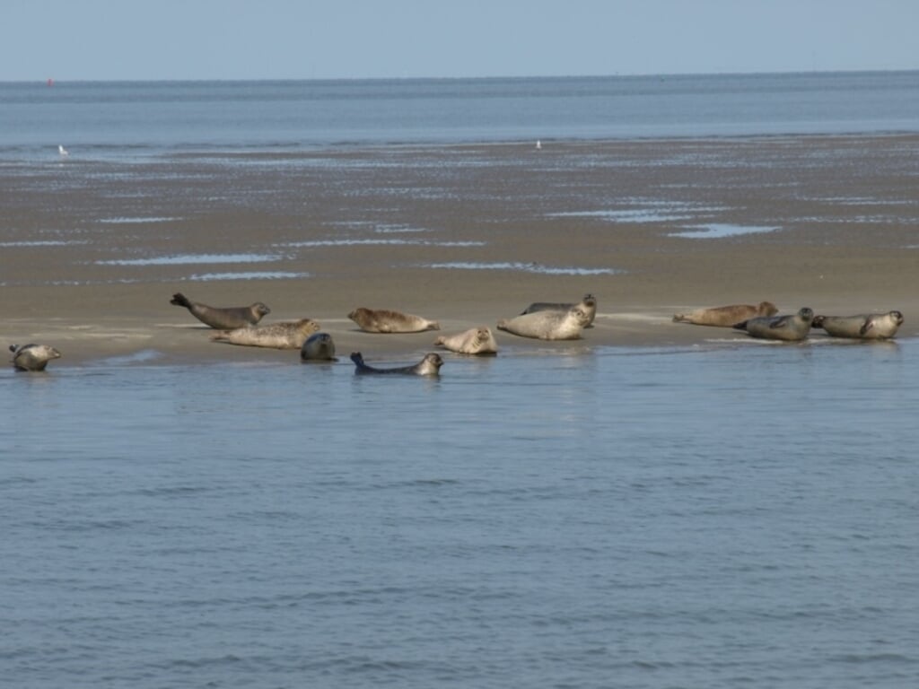Prachtig om de zeehonden op het wad te zien.