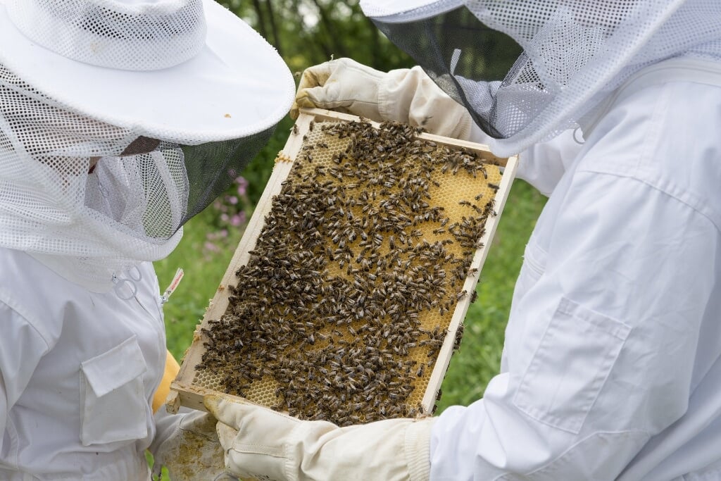 Veilig in een bijenpak zal je merken dat bijen helemaal niet eng zijn.