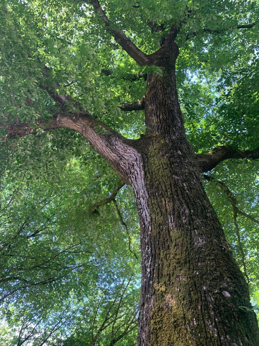 De boom en zijn verhaal.