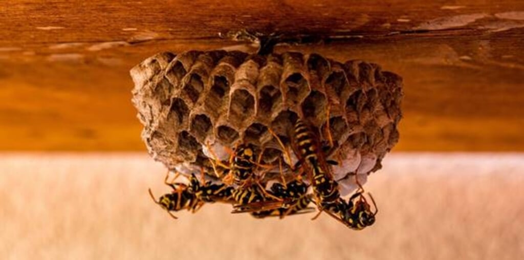 Krijgen we deze zomer weer met fikse wespenplagen te maken? 