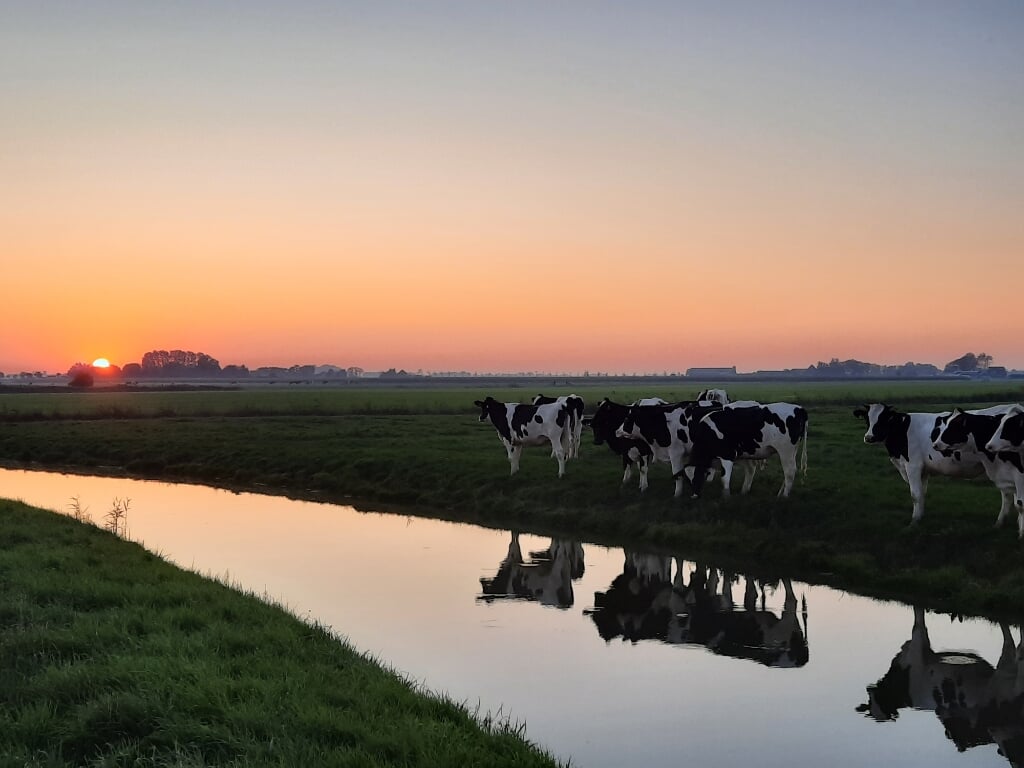 Koeien genieten van zonsondergang.