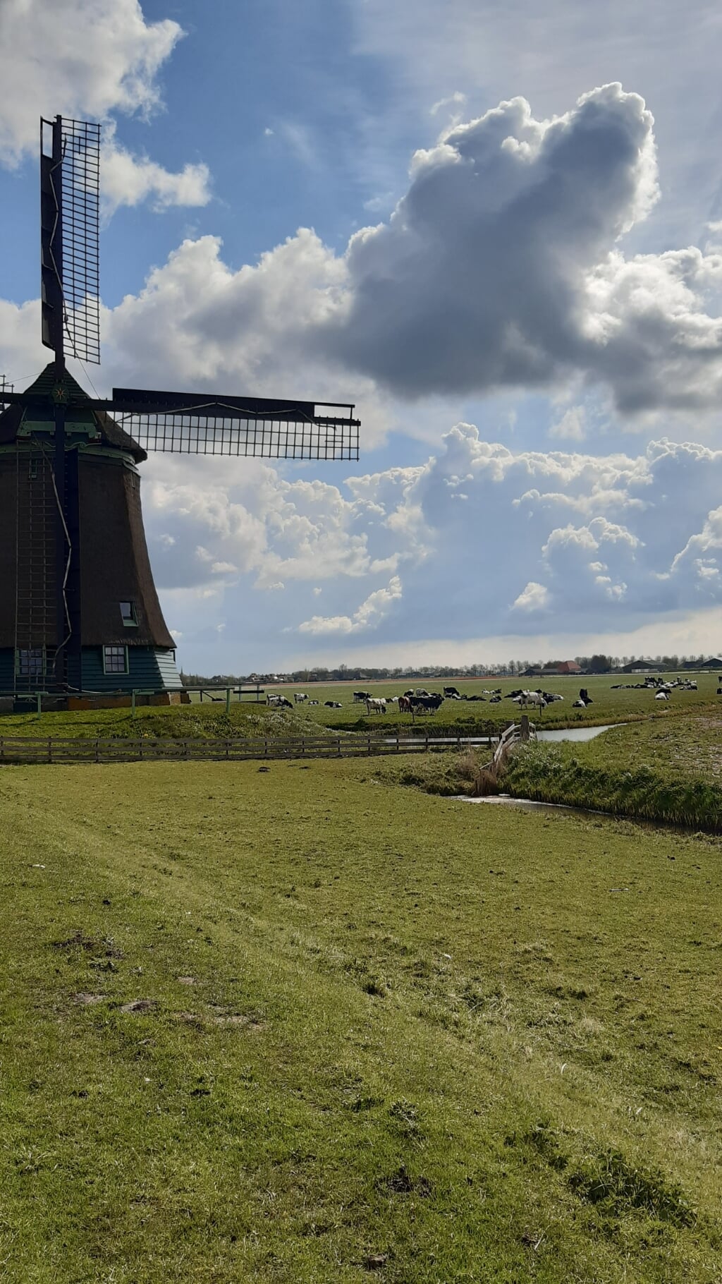 Hollands plaatje op Berkmeerdijk.