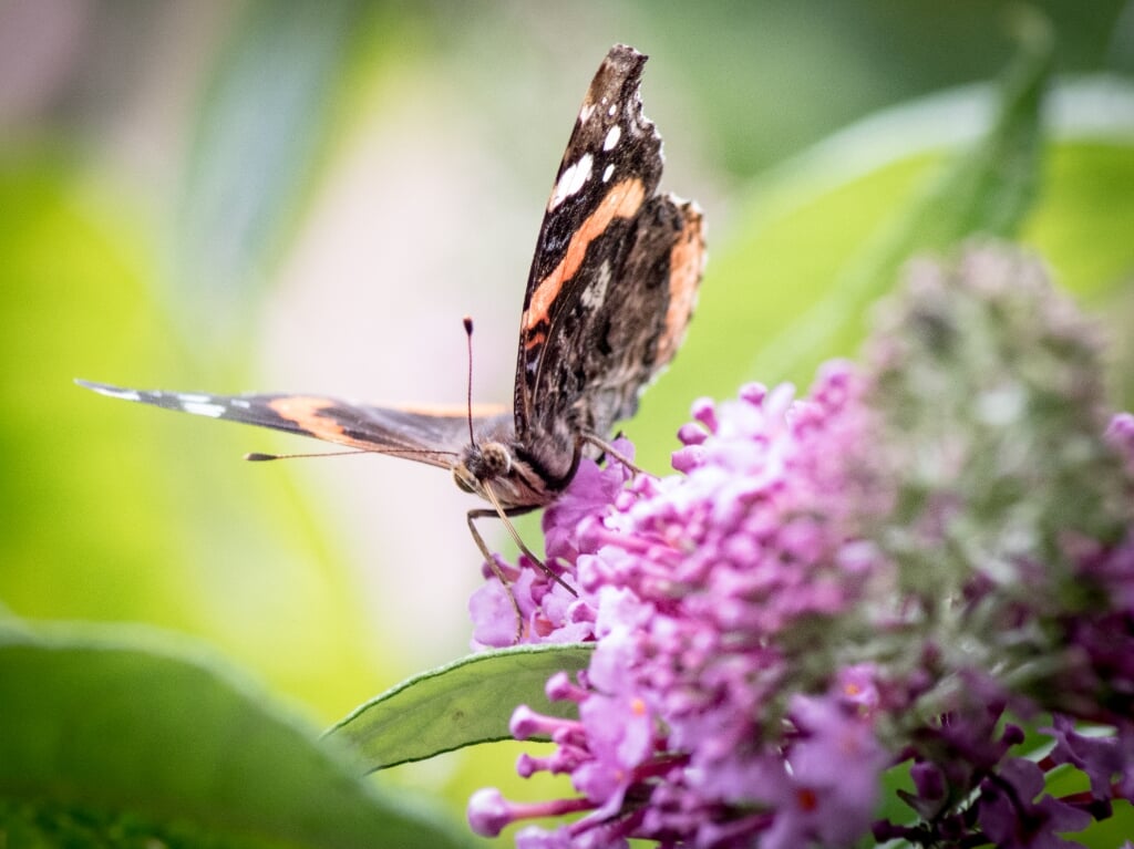 Vlinder op vlinderplant.