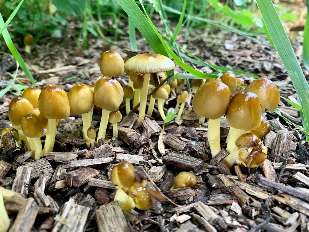 Zondag 19 september lijkt de natuur op een kantelpunt: paddenstoelen brengen al herfstsfeer mee.