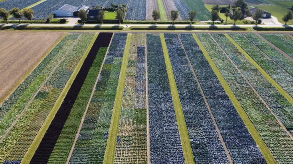 Dick Huijssoon legde dit mooie patroon van Langedijker kolenvelden vast met behulp van een drone.