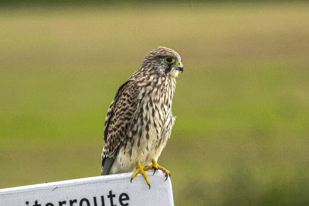 Torenvalk in het Bentwoud.