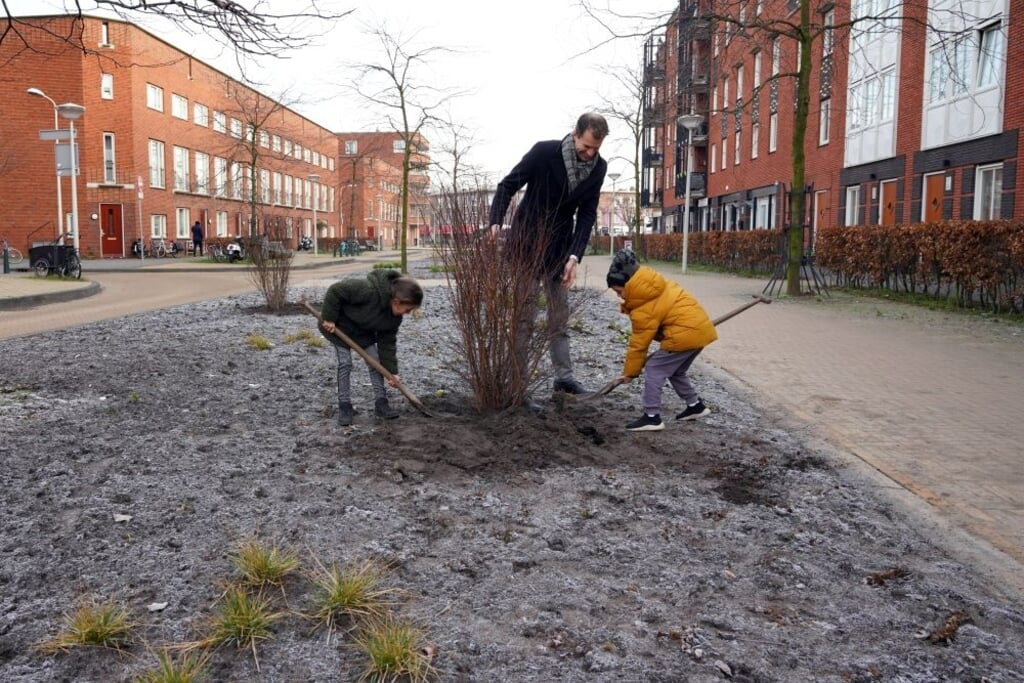 Wethouder Buitenruimte Hilbert Bredemeijer helpt mee met het vergroenen van Transvaal. 