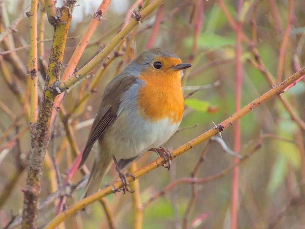 Het roodborstje maakt een tikkend geluid en is erg fotogeniek.