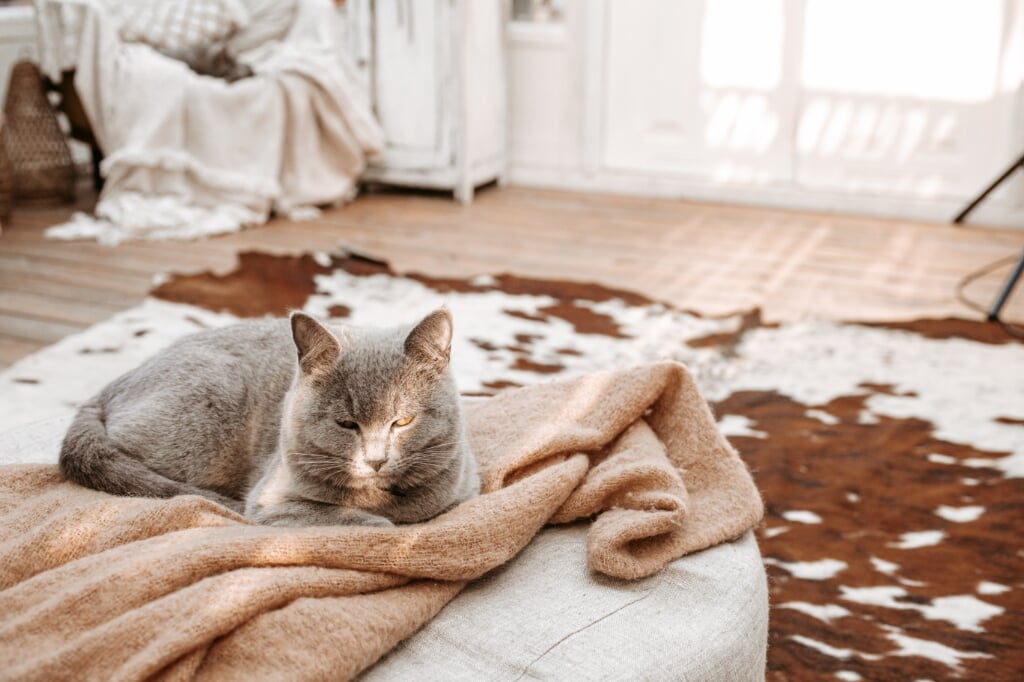 Met deze tips blijven je meubels mooi én voelt je kat zich thuis. 