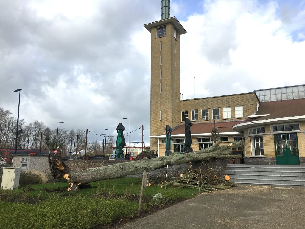 Het Floragebouw in Boskoop raakte vrijdag beschadigd door een omvallende boom. De oude linde maakte deel uit van een bijzondere bomencollectie in het naastgelegen Guldemond Plantsoen.