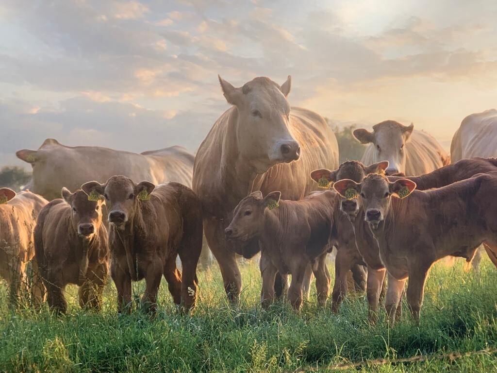 Wat koeien zomers eten, heeft later effect.