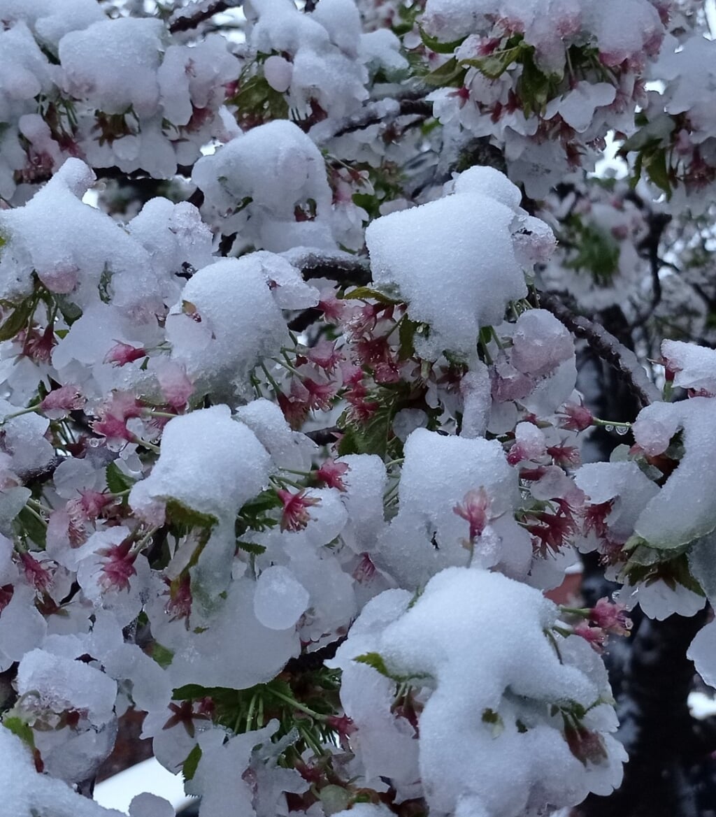 Bloesems in de sneeuw: helemaal uniek is het niet, wel bijzonder.