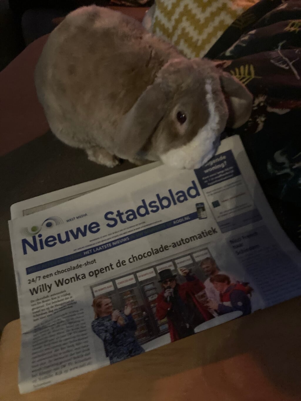 Konijn dol op het Nieuwe Stadsblad.