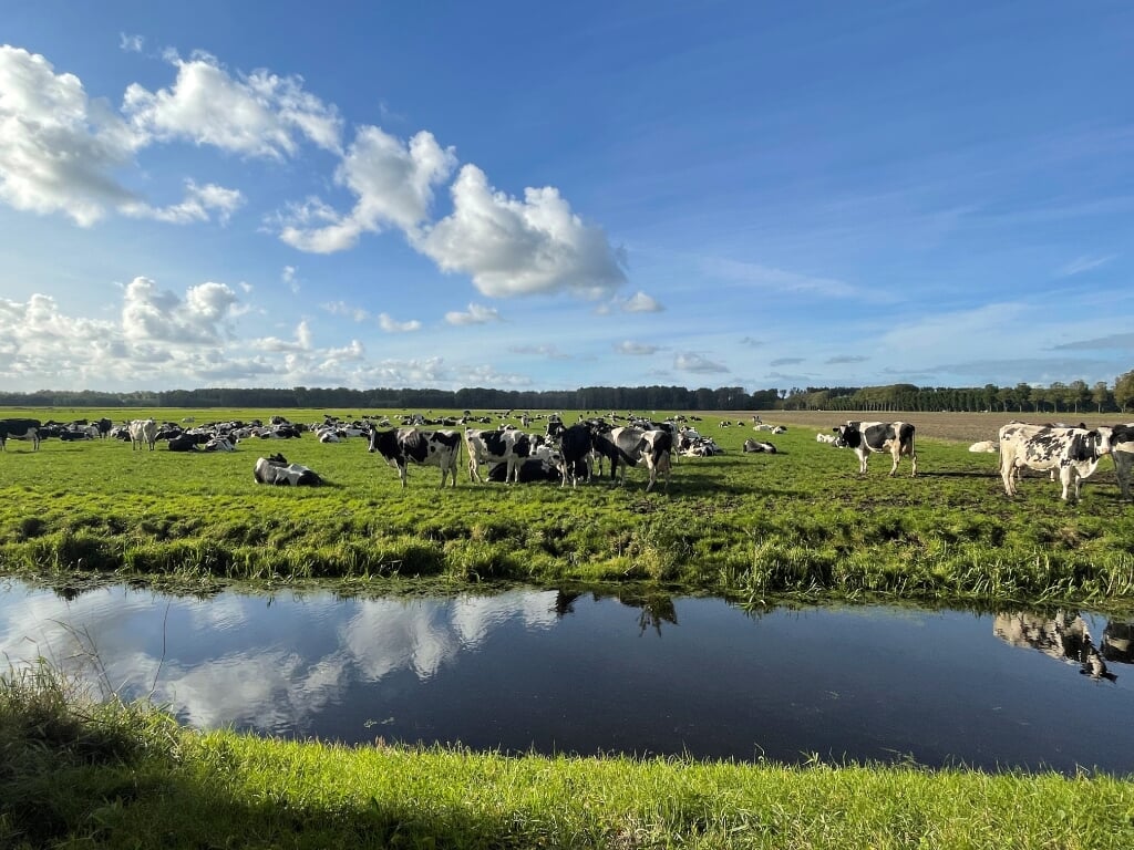 Prachtig plaatje van de polder met de altijd aanwezige koeien.