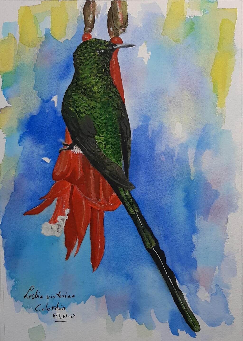 Een Colombiaanse kolibri. 